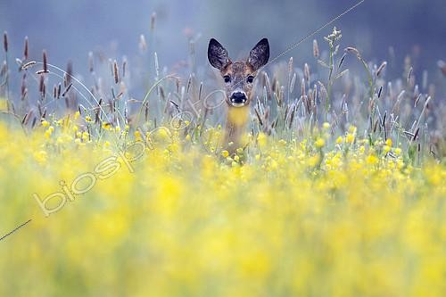 Biosphoto | 2616791 | Roe deer (Capreolus capreolus) doe in a flowering meadow in spring, Vosges, France. | &copy; Fabrice Cahez / Biosphoto