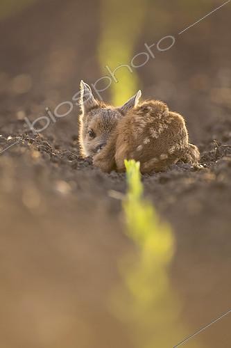Biosphoto | 2100737 | Roe deer (Capreolus capreolus), Fawn deer alone in a field, France | &copy; Olivier Gutfreund / Biosphoto