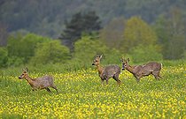 Biosphoto | 2512320 | Roe deer (Capreolus capreolus), female mated to a male, Vosges du Nord Regional Nature Park, France | &copy; Michel Rauch / Biosphoto