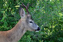 Biosphoto | 2584556 | Roe deer (Capreolus capreolus) head details, Austria | &copy; Frédéric Desmette / Biosphoto