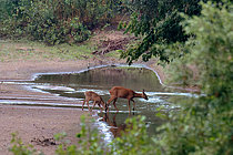 Biosphoto | 2609203 | Roe deer (Capreolus capreolus) in a branch of the Loire above Cosne-Cours-sur-Loire, Nièvre, France | &copy; Pierre Vernay / Biosphoto
