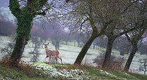 Biosphoto | 2444142 | Roe deer (Capreolus capreolus) in a snowy orchard, Vosges du Nord Regional Natural Park, France | &copy; Michel Rauch / Biosphoto