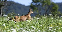 Biosphoto | 2484903 | Roe Deer (Capreolus capreolus) jumping in a meadow in summer, Vosges du Nord Regional Nature Park, France | &copy; Michel Rauch / Biosphoto