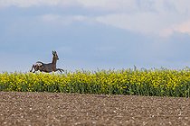 Biosphoto | 2588147 | Roe deer (Capreolus capreolus) jumping in front of a field of rapeseed, France, Pas de Calais, spring | &copy; Yann Avril / Biosphoto
