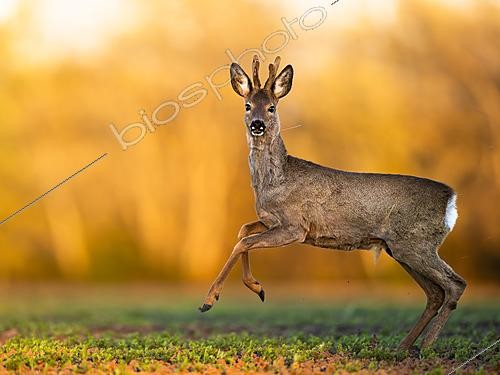 Biosphoto | 2626694 | Roe deer (Capreolus capreolus) jumping, Slovakia. | &copy; Ervin Horesnyík / Biosphoto