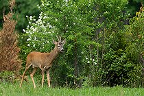 Biosphoto | 2584558 | Roe deer (Capreolus capreolus) marking his territory, Austria | &copy; Frédéric Desmette / Biosphoto