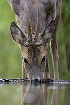 Biosphoto | 2126209 | Roe deer (Capreolus capreolus) roebuck drinking at forest waterhole, Kiskunság National Park, Hungary, Europe | &copy; Bernd Zoller / imageBROKER / Biosphoto