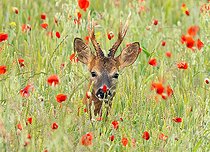 Biosphoto | 2586106 | Roe deer (Capreolus capreolus) standing amongst poppys (Papaver rhoeas), England | &copy; Frédéric Desmette / Biosphoto