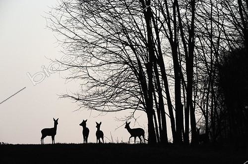 Biosphoto | 1469463 | Roe Deer silhouettes bordering forest Vosges France  | &copy; Fabrice Cahez / Biosphoto