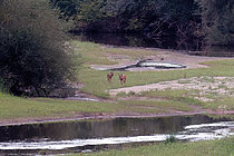 Biosphoto | 2609217 | Roe deers (Capreolus capreolus) and fawn up a branch of the Loire near Cosne-Cours-sur-Loire, Nièvre, France | &copy; Pierre Vernay / Biosphoto