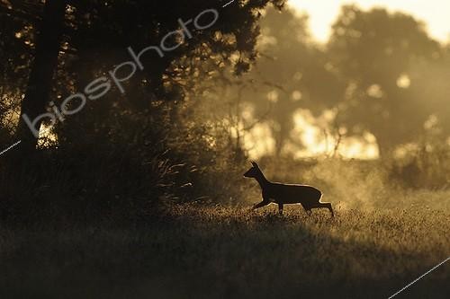 Biosphoto | 893973 | Roe walking in a meadow at sunrise France | &copy; Fabrice Cahez / Biosphoto