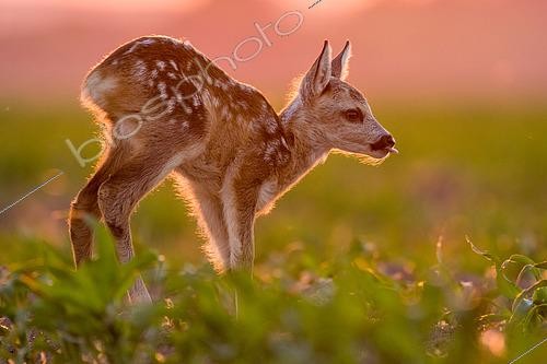 Biosphoto | 2433321 | Roebuck (Capreolus capreolus) fawn at sunset, Slovakia | &copy; Ervin Horesnyík / Biosphoto