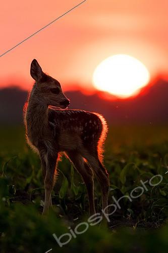 Biosphoto | 2433335 | Roebuck (Capreolus capreolus) fawn at sunset, Slovakia | &copy; Ervin Horesnyík / Biosphoto