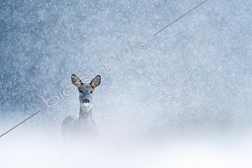 Biosphoto | 2433326 | Roebuck (Capreolus capreolus) in the snow, Slovakia | &copy; Ervin Horesnyík / Biosphoto