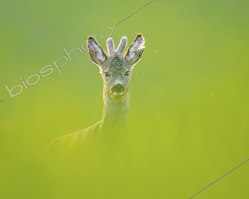 Biosphoto | 2433328 | Roebuck (Capreolus capreolus) portrait of male at sunset, Slovakia | &copy; Ervin Horesnyík / Biosphoto