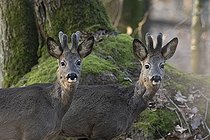 Biosphoto | 2598070 | Roebuck (Capreolus capreolus), yearlings in the bast, Wittlich, Rhineland-Palatinate, Germany, Europe | &copy; Horst Jegen / imageBROKER / Biosphoto