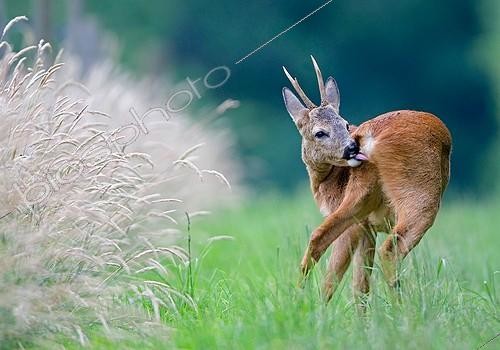 Biosphoto | 1419185 | Roebuck making his personal hygiene in summer France | &copy; Dominique Gest / Biosphoto