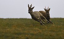 Biosphoto | 2512318 | RoeDeer (Capreolus capreolus) two males chasing each other, Vosges du Nord Regional Nature Park, France | &copy; Michel Rauch / Biosphoto