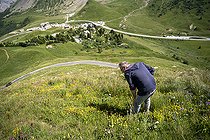 Biosphoto | 2588026 | Rolland Douzet, botanist and deputy director of the Jardin du Lautaret, in search of a steep garlic (Allium strictum) plane towards the Col du Galibier in Villar-d'Arene, France. | &copy; Antoine Boureau / Biosphoto