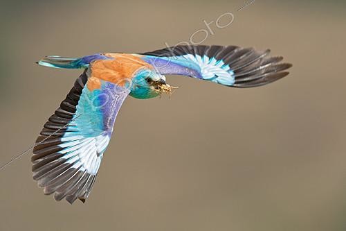 Biosphoto | 2404705 | Rollier d'Europe (Coracias garrulus) en vol avec une sauterelle dans le bec, Rome, Italie | &copy; Marco Fabbri / BIA / Biosphoto