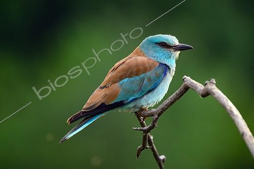 Biosphoto | 2601573 | Rollier d'Europe (Coracias garrulus) femelle sur une branche, Hongrie | &copy; Régis Cavignaux / Biosphoto