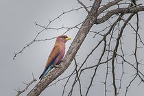 Biosphoto | 2601778 | Rollier violet (Eurystomus glaucurus) sur une branche, Namibie, Afrique | &copy; Alain Roux / Biosphoto