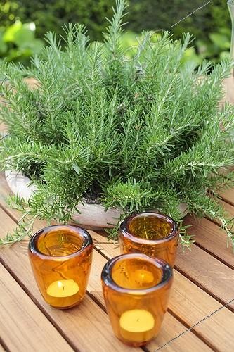 Biosphoto | 2046585 | Romarin rampant en pot sur une table de jardin | &copy; Jean-Michel Groult / Biosphoto