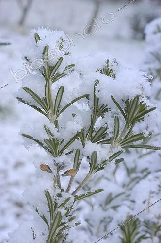 Biosphoto | 95956 | Romarin sous la neige dans un jardin France | &copy; NouN / Biosphoto