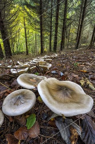 Biosphoto | 2592897 | Rond de sorcière de champignons du genre Clitocybe dans une forêt du Jura. Clitocybes nebuleux (Clitocybe nebularis), Massif du Grand Colombier, Bugey, France | &copy; Jean-Philippe Delobelle / Biosphoto