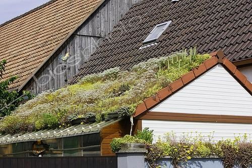 Biosphoto | 497926 | Roof revegetated with sedum and other plants Rhinau France | &copy; Sylvain Cordier / Biosphoto