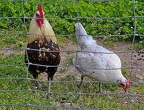 Biosphoto | 2575246 | Rooster and pullet in a barnyard, Sarthe, France | &copy; Michel Gile / Biosphoto