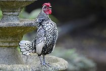 Biosphoto | 2122738 | Rooster of the Sebright breed, backyard cock of a family chicken coop, Regional Natural Park of the Vosges du Nord, France | &copy; Michel Rauch / Biosphoto
