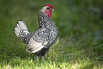 Biosphoto | 2122737 | Rooster of the Sebright breed, cock in grass, Regional Natural Park of the Vosges du Nord, France | &copy; Michel Rauch / Biosphoto