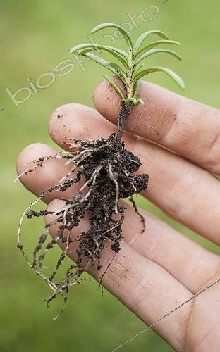 Biosphoto | 2047499 | Rooted cutting of rosemary in a garden | &copy; Jean-Michel Groult / Biosphoto