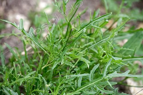 Biosphoto | 2450852 | Roquette vivace (Eruca sativa), France | &copy; Patricia Méaille / Biosphoto