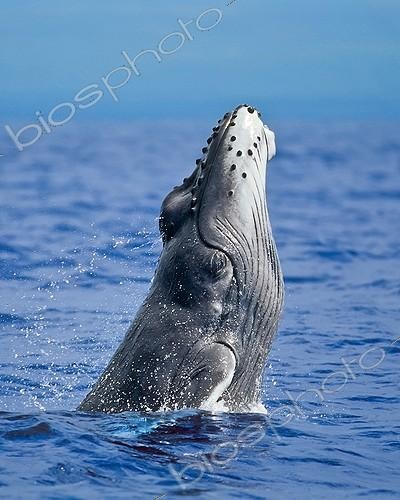 Biosphoto | 1268164 | Rorqual à bosse ; Breaching Humpback Whale, Hawaii, USA | &copy; Masa Ushioda / WaterFrame / Biosphoto