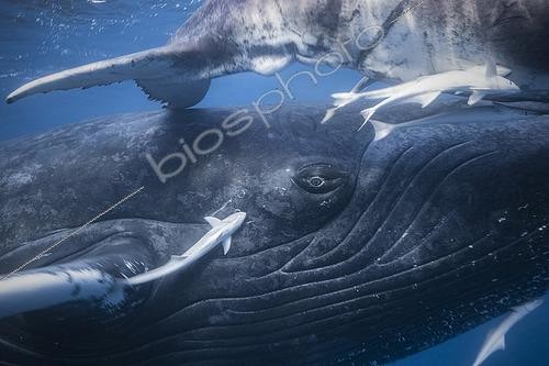 Biosphoto | 2453966 | Rorqual à bosse (Megaptera novaeangliae) et son baleineau dans les eaux du lagon de Mayotte. | &copy; Gabriel Barathieu / Biosphoto