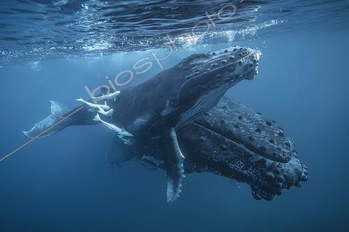 Biosphoto | 2601431 | Rorqual à bosse (Megaptera novaeangliae) femelle et son jeune dans les eaux calmes et protectrices du lagon de Mayotte. | &copy; Gabriel Barathieu / Biosphoto