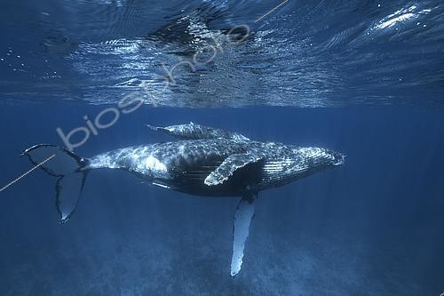 Biosphoto | 2601433 | Rorqual à bosse (Megaptera novaeangliae) femelle et son jeune nageant au dessus des hauts fonds du banc de l'Iris, Mayotte. | &copy; Gabriel Barathieu / Biosphoto