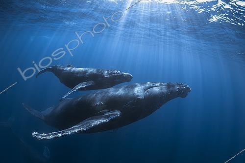Biosphoto | 2587895 | Rorqual à bosse (Megaptera novaeangliae), Groupe mère, baleineau et escorte sillonnant les eaux bleues et translucides de La Réunion. | &copy; Gabriel Barathieu / Biosphoto