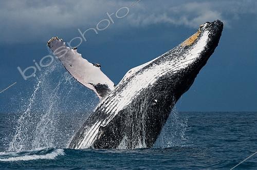 Biosphoto | 2073100 | Rorqual à bosse sautant hors de l'eau, Île Sainte-Marie, Madagascar | &copy; Andrey Gudkov / Biosphoto