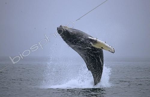 Biosphoto | 179415 | Rorqual à bosse sautant PN Glacier Bay Alaska | &copy; Robert Valarcher / Biosphoto