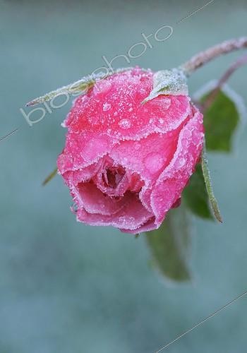 Biosphoto | 1261777 | Rosa | &copy; Sue Kennedy / Flowerphotos / Biosphoto