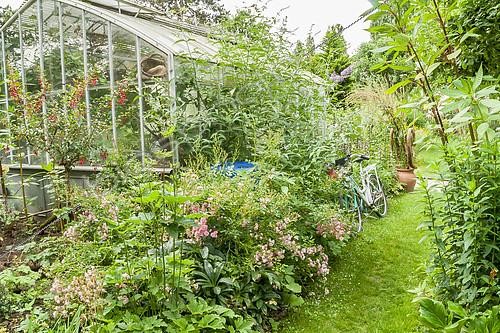 Biosphoto | 2403852 | Rosa Bonica, Fuchsia magellanica 'Riccartonii', Serre, Jardin Insolite, Parc Floral Vincennes, Paris, France | &copy; Alain Kubacsi / Biosphoto