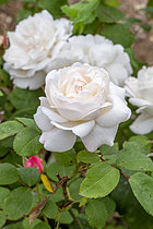 Biosphoto | 2608234 | Rosa 'Winchester Cathedral' | &copy; Marie Aymerez / Biosphoto