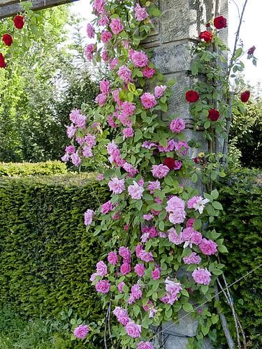 Biosphoto | 2150641 | Rosa 'Zéphirine Drouhin' , Rosa 'Fugue' | &copy; Alain Kubacsi / Biosphoto