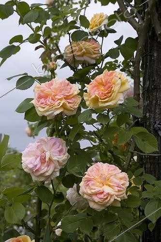Biosphoto | 429302 | Rose  Alchymist  in May France | &copy; NouN / Biosphoto