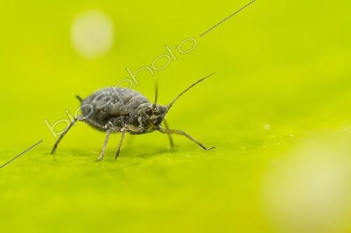 Biosphoto | 1935567 | Rose aphid on leaf after rain - France | &copy; Benoît Personnaz / Biosphoto