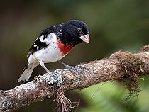 Biosphoto | 2570775 | Rose-breasted Grosbeak (Pheucticus ludovicianus), male, Chiriqui Highlands, Panama | &copy; Ignacio Yufera / Biosphoto