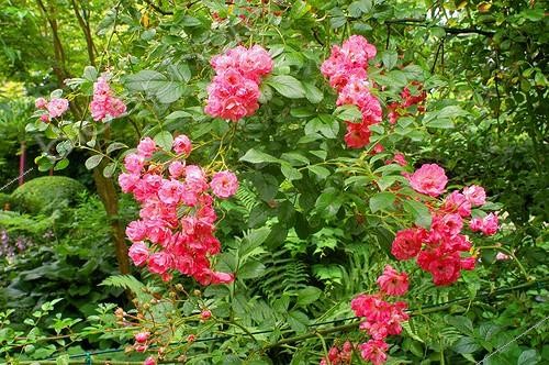Biosphoto | 60127 | Rose buisson   Morning Jewel  au Jardin de Plantbessin  | &copy; Frédéric Didillon / Biosphoto